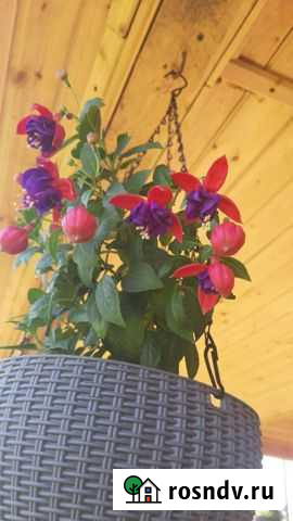 Продам или обменяю отростки комнатных растений Обнинск - изображение 1