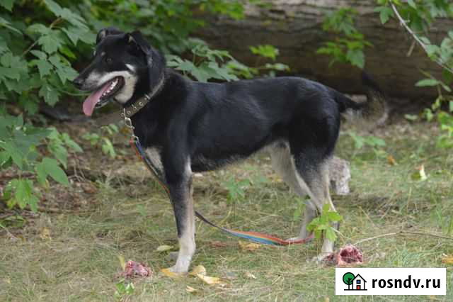 Собака в добрые руки Тольятти - изображение 1