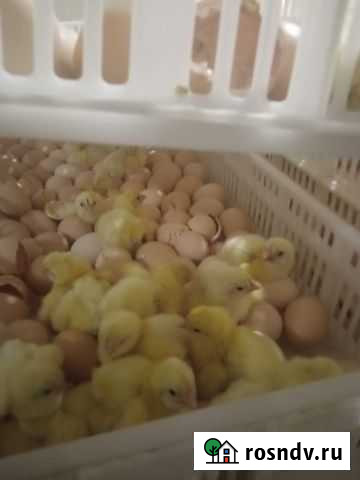 Инкубация яйца Тула - изображение 1