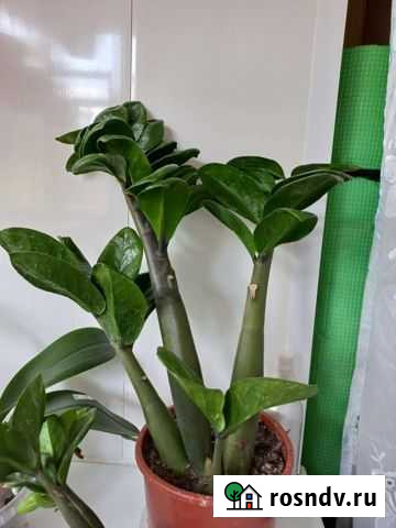 Замиокулькас зензи кудрявый Иваново - изображение 1