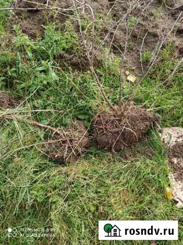 Куст крыжовника Нижневартовск - изображение 1