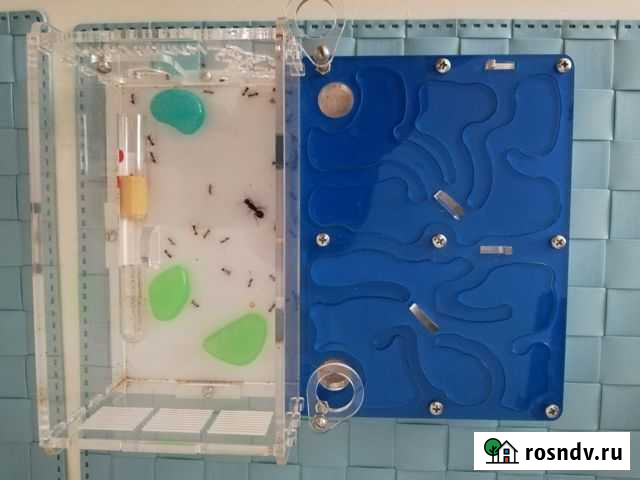 Формикарий Бирск - изображение 1