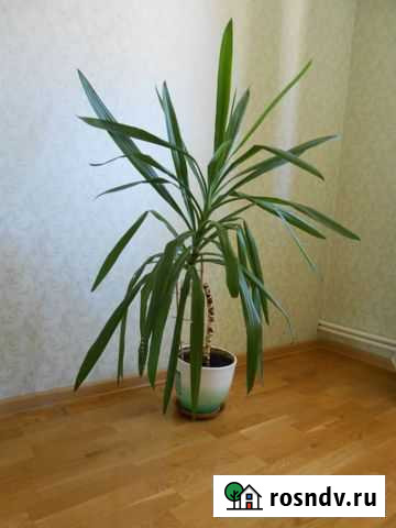 Пальма Юкка Кострома - изображение 1