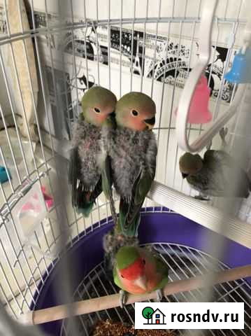 Попугаи неразлучники ручные домашнего разведения Челябинск - изображение 1