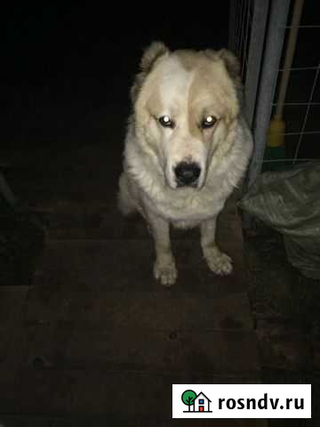 Алабай Цезарь 5лет (вязка) Константиново - изображение 1