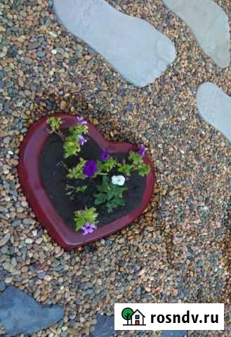 Сердце(клумба) Октябрьский - изображение 1