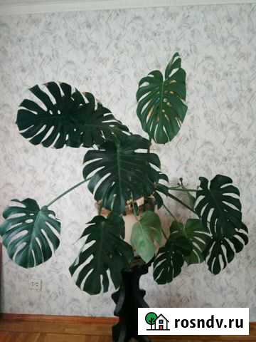Монстера Новомичуринск - изображение 1