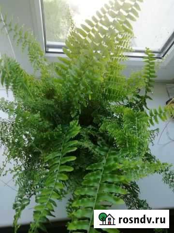 Папоротник нефролепис Грязи - изображение 1