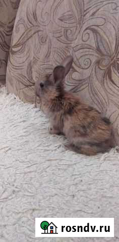 Декоративные крольчата Данков - изображение 1