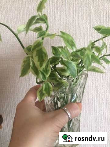 Отростки педилантуса Старый Оскол - изображение 1