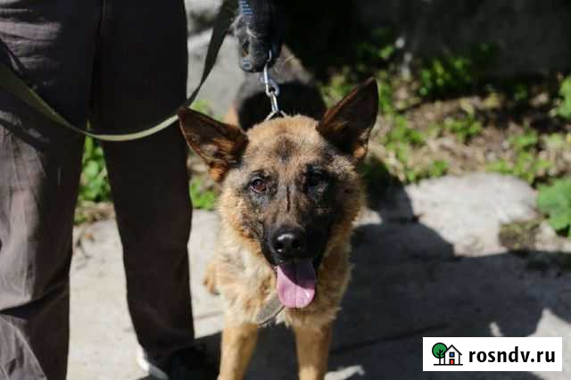 Герда ищет дом Калининград - изображение 1