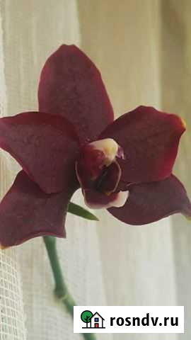 Орхидея фаленопсис Котельники - изображение 1