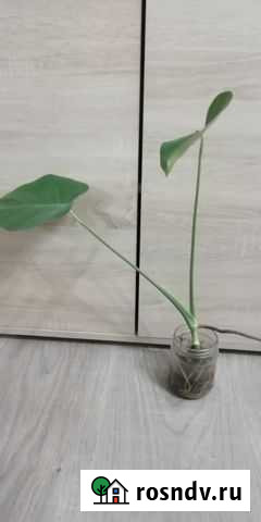 Монстера Липецк - изображение 1