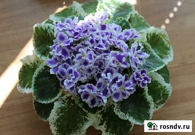 Фиалка Сенполия Летние сумерки Великий Новгород - изображение 1