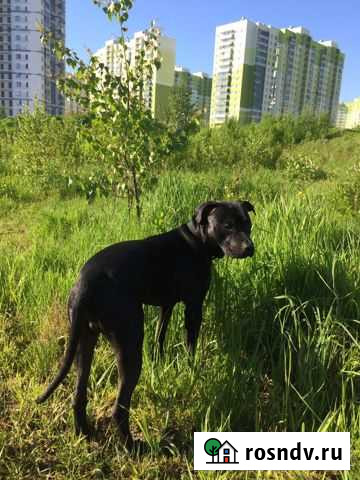 Американский питбультерьер вязка Мурино - изображение 1