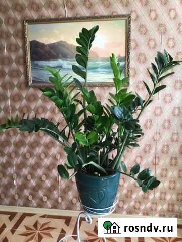 Замиокулькас в красивом дорогом горшке Киров - изображение 1