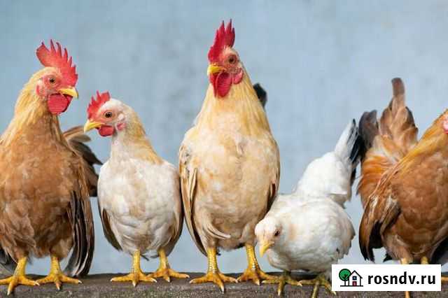 Куриный помет в мешках Гайдук - изображение 1