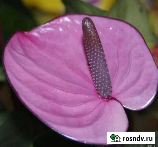 Сортовые антуриумы Барнаул - изображение 1