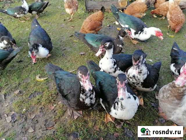 Индоутки Уваровка - изображение 1