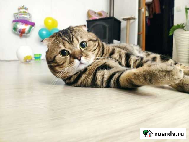 Шотландский вислоухий кот для вязки Казань - изображение 1