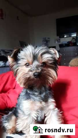 Вязка Ливны - изображение 1