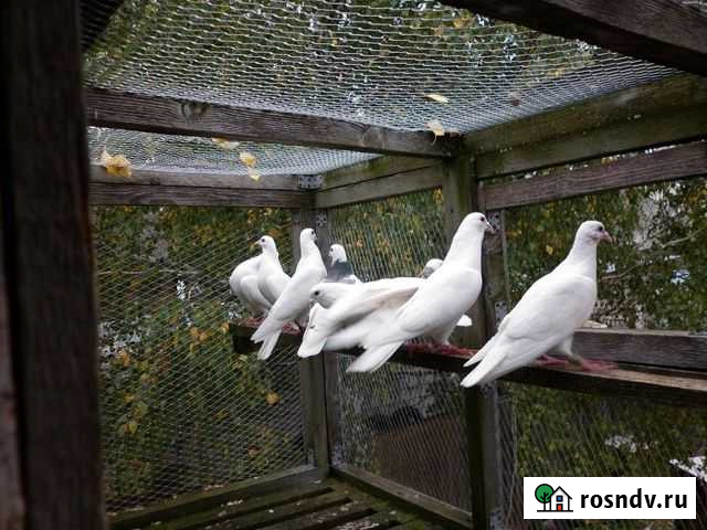 Белые голуби на свадьбу почтовые и павлины Пермь - изображение 1