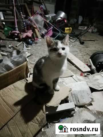 Кошки в добрые руки бесплатно Строитель - изображение 1