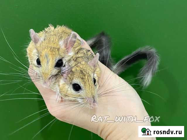 Пушистохвостые песчанки Калуга - изображение 1