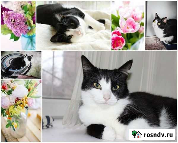 Люсия хочет домой. В приюте Череповец - изображение 1