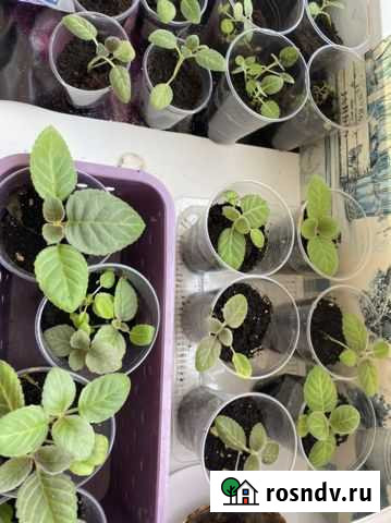 Цветы глоксиния Подольск - изображение 1