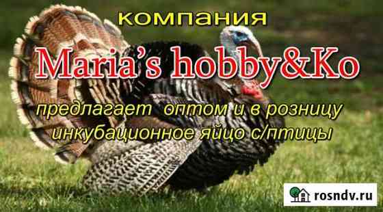Инкубацион.яйцо индейки и другой сел/х птицы Майкоп