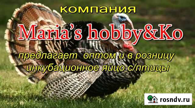 Инкубацион.яйцо индейки и другой сел/х птицы Майкоп - изображение 1