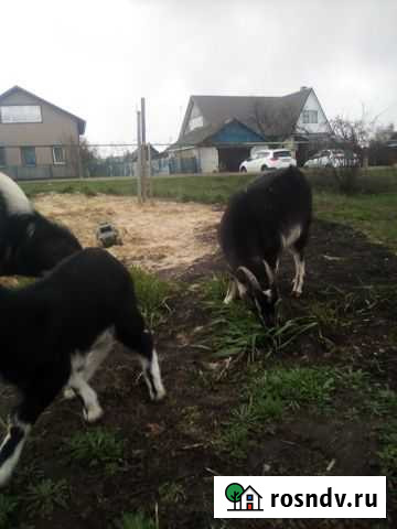 Продам козла,.Вязка Тамбов - изображение 1