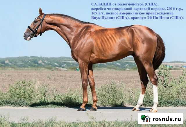 Чистокровные и буденновские лошади Ростов-на-Дону - изображение 1