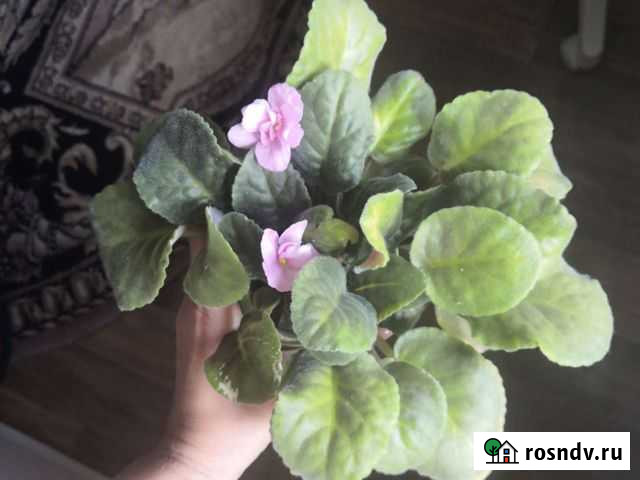 Фиалки Барнаул - изображение 1