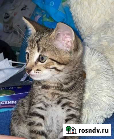 Кошка Нижнекамск - изображение 1