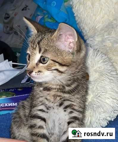 Кошка Нижнекамск - изображение 1