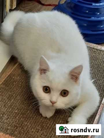 Кошка ищет кота для вязки Набережные Челны - изображение 1