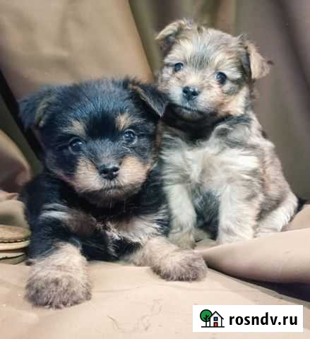 Щенки шпица Бахчисарай - изображение 1