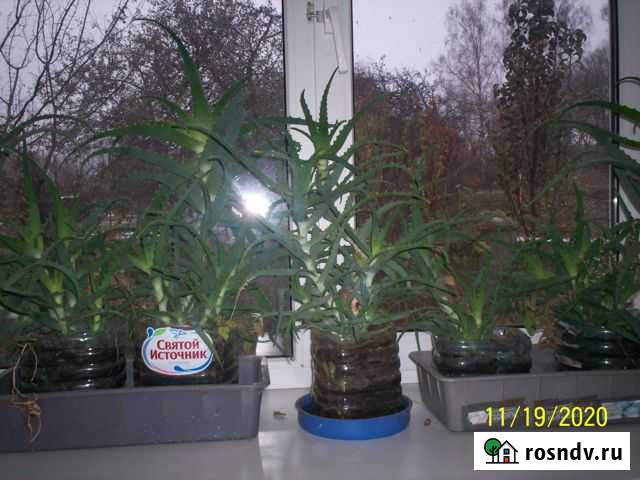 Алоэ Курск - изображение 1