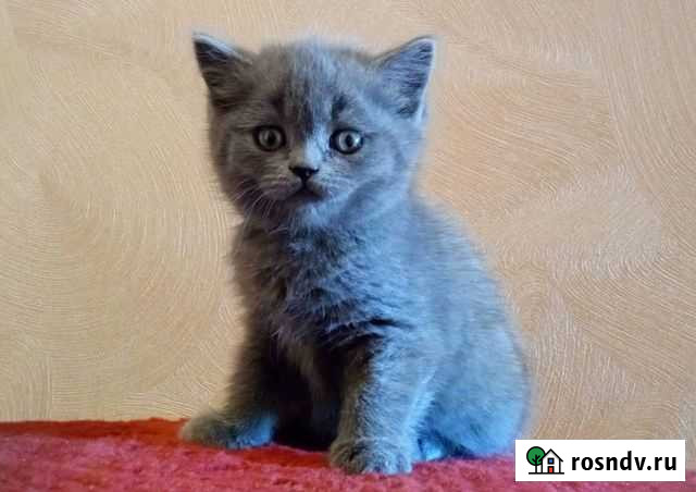 Британская Ангарск - изображение 1