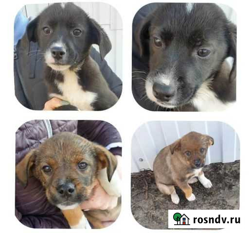 Нужен дом для двух щенков Усть-Донецкий - изображение 1