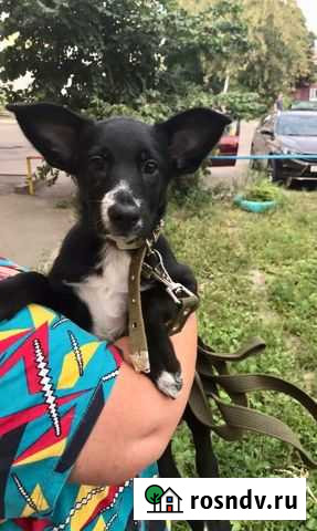 Малышка в поисках дома Тамбов - изображение 1