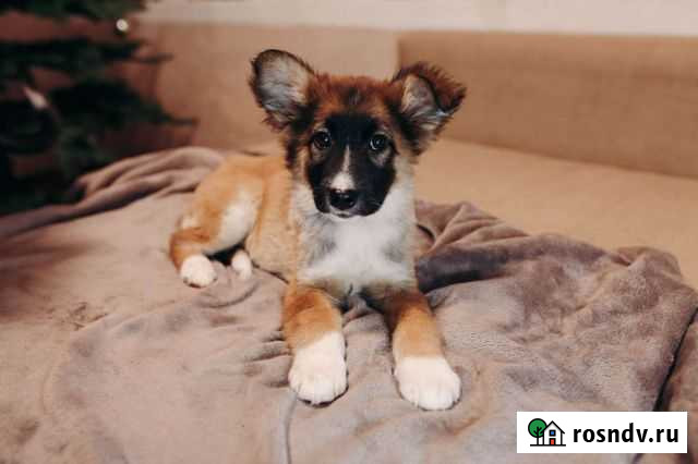 Мари 3 мес. Ищет дом Петрозаводск - изображение 1