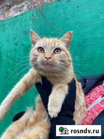Молодая рыжая кошечка в добрые руки Белореченск - изображение 1