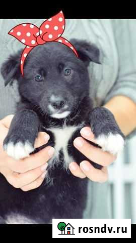 Щенок девочка Кроха 1,5 месяцев Челябинск - изображение 1