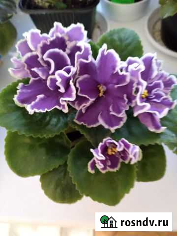 Фиалка. Царский цвет. Детка Владимир - изображение 1