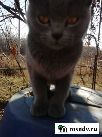 Русская голубая Усмань - изображение 1