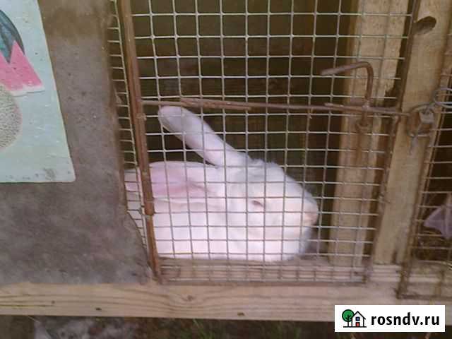 Клетки Тимашевск - изображение 1