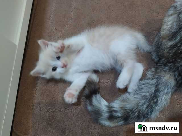 Котенок Благовещенск - изображение 1